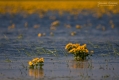 097_Biebrza - kwiecien 2011